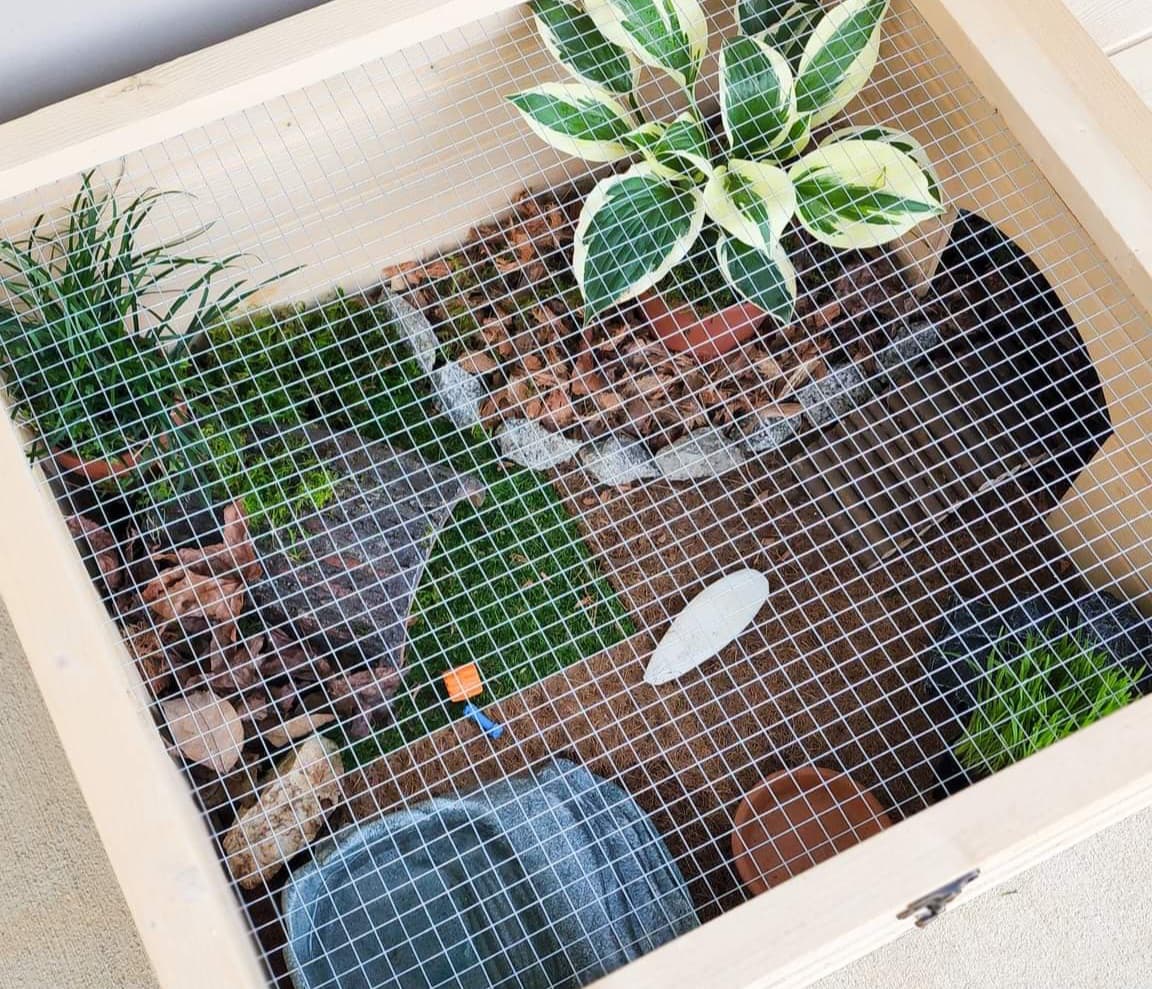 Turtleboxes Display How to Set Up an Eastern Box Turtle Enclosure